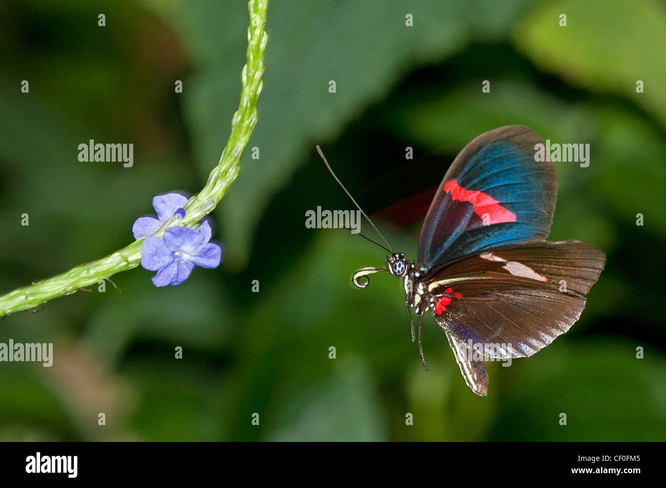 red postman butterfly clipart red postman butterfly clipart