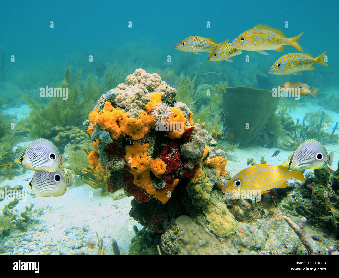 Underwater coral and sea sponges with tropical fish in a reef of the Caribbean sea Stock Photo