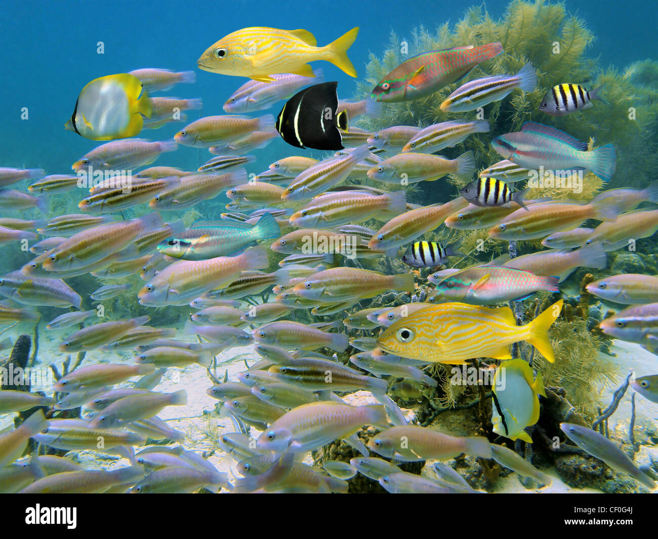Tropical reef fish school, mostly striped parrotfish, underwater in the Caribbean sea Stock Photo