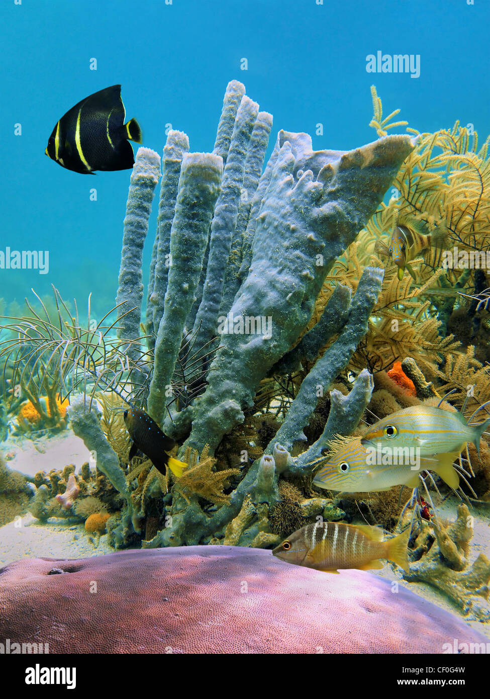 Underwater marine life branching vase sponge and tropical fish in a