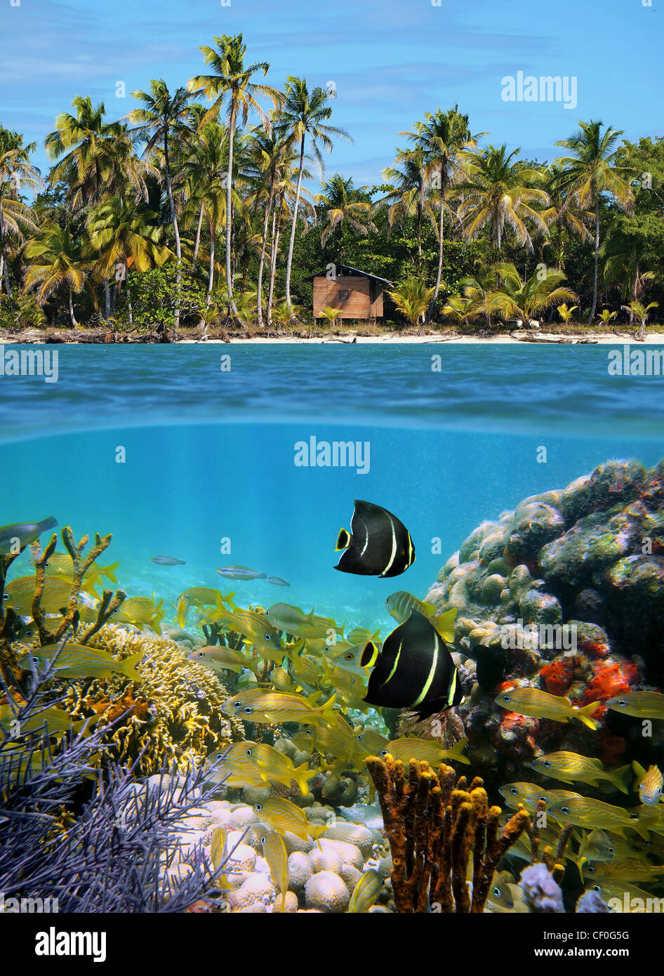 half above and below water surface, tropical coast with a hut and coconut trees, underwater a colorful coral reef with fish, Caribbean sea Stock Photo