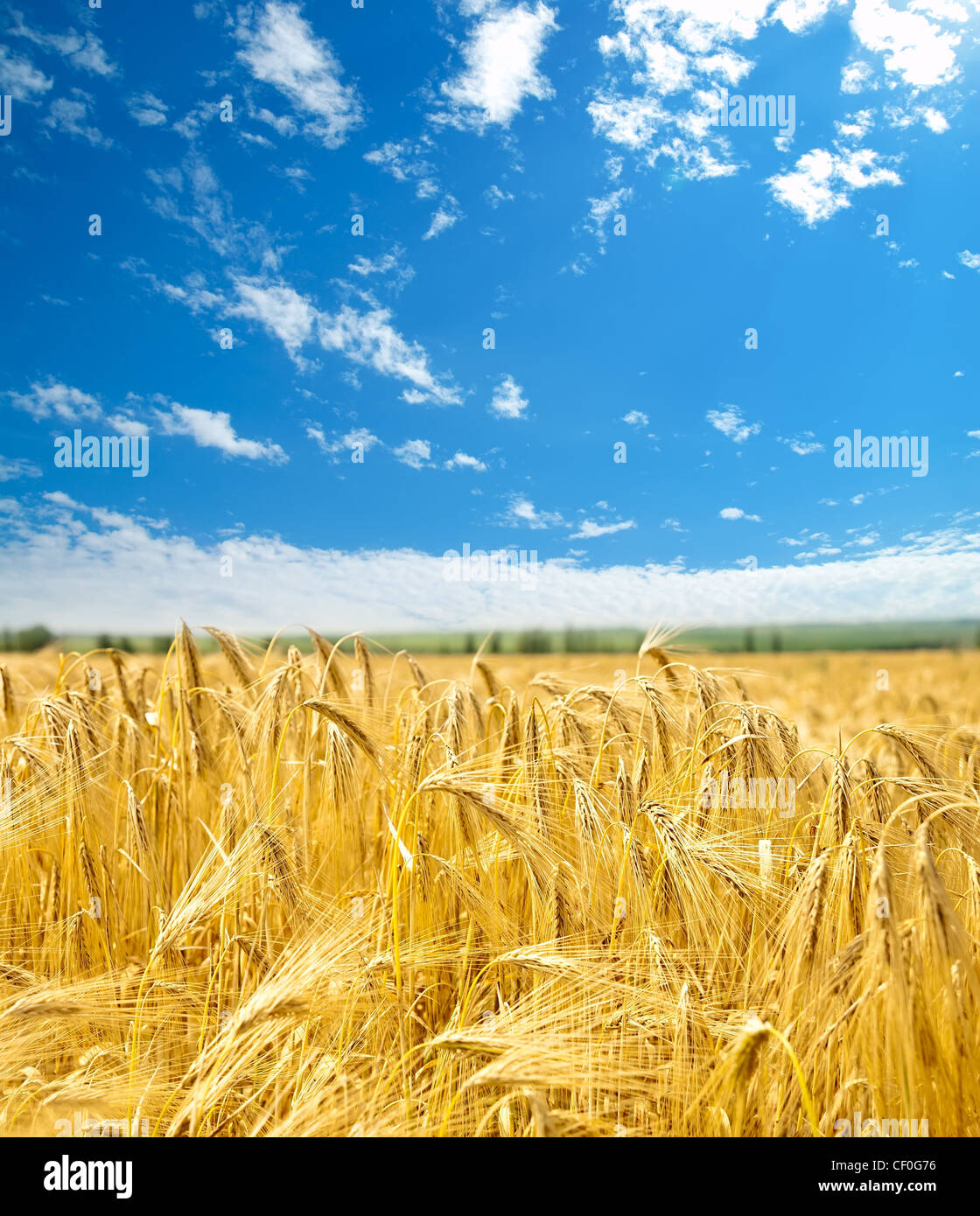 field of wheat under cloudy sky Stock Photo - Alamy