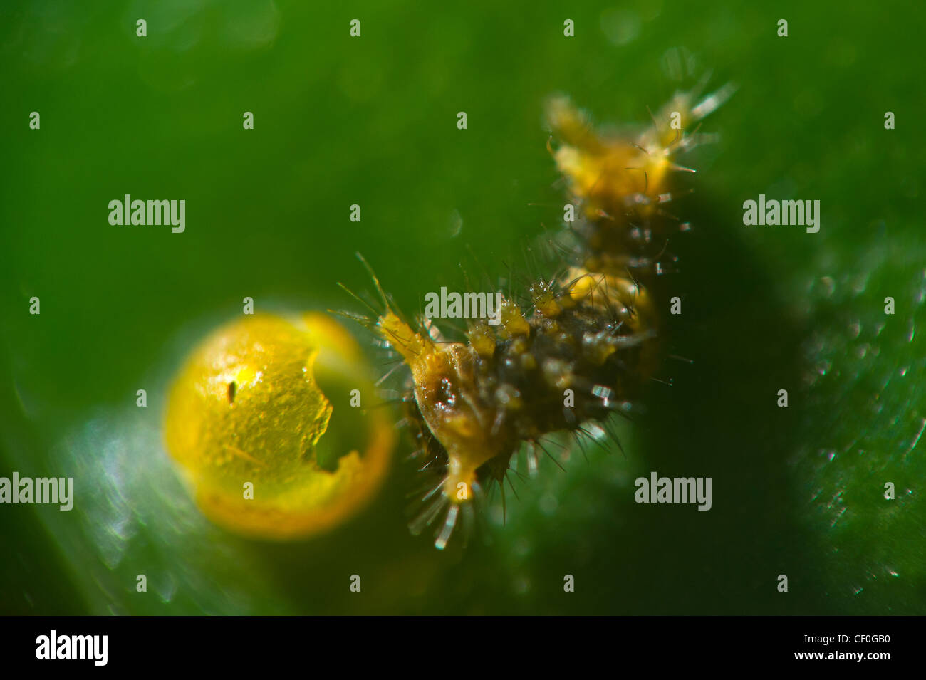 Swallowtail butterfly egg hires stock photography and images Alamy