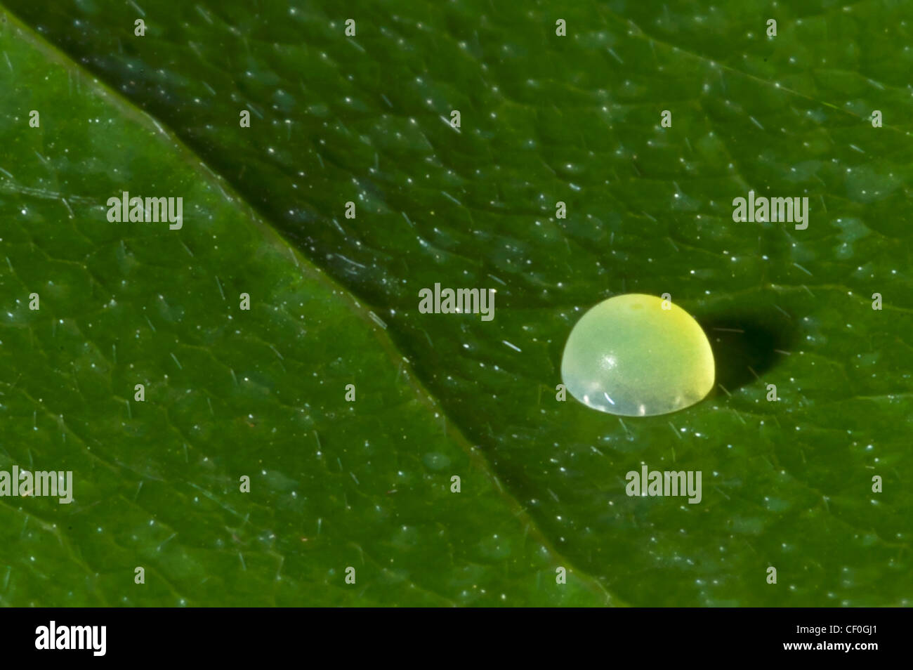 Blue morpho butterfly egg hires stock photography and images Alamy