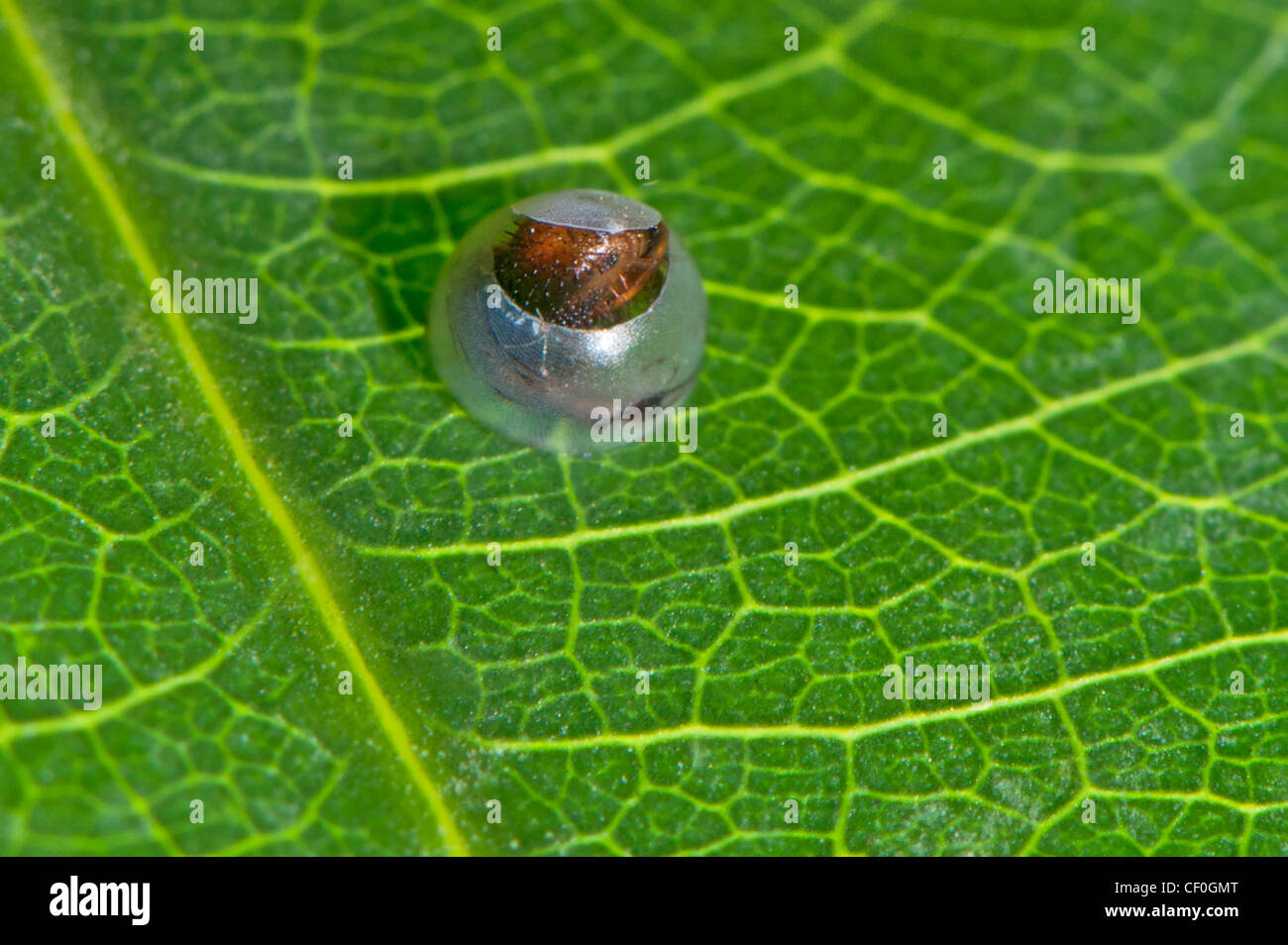 Blue morpho butterfly egg hires stock photography and images Alamy