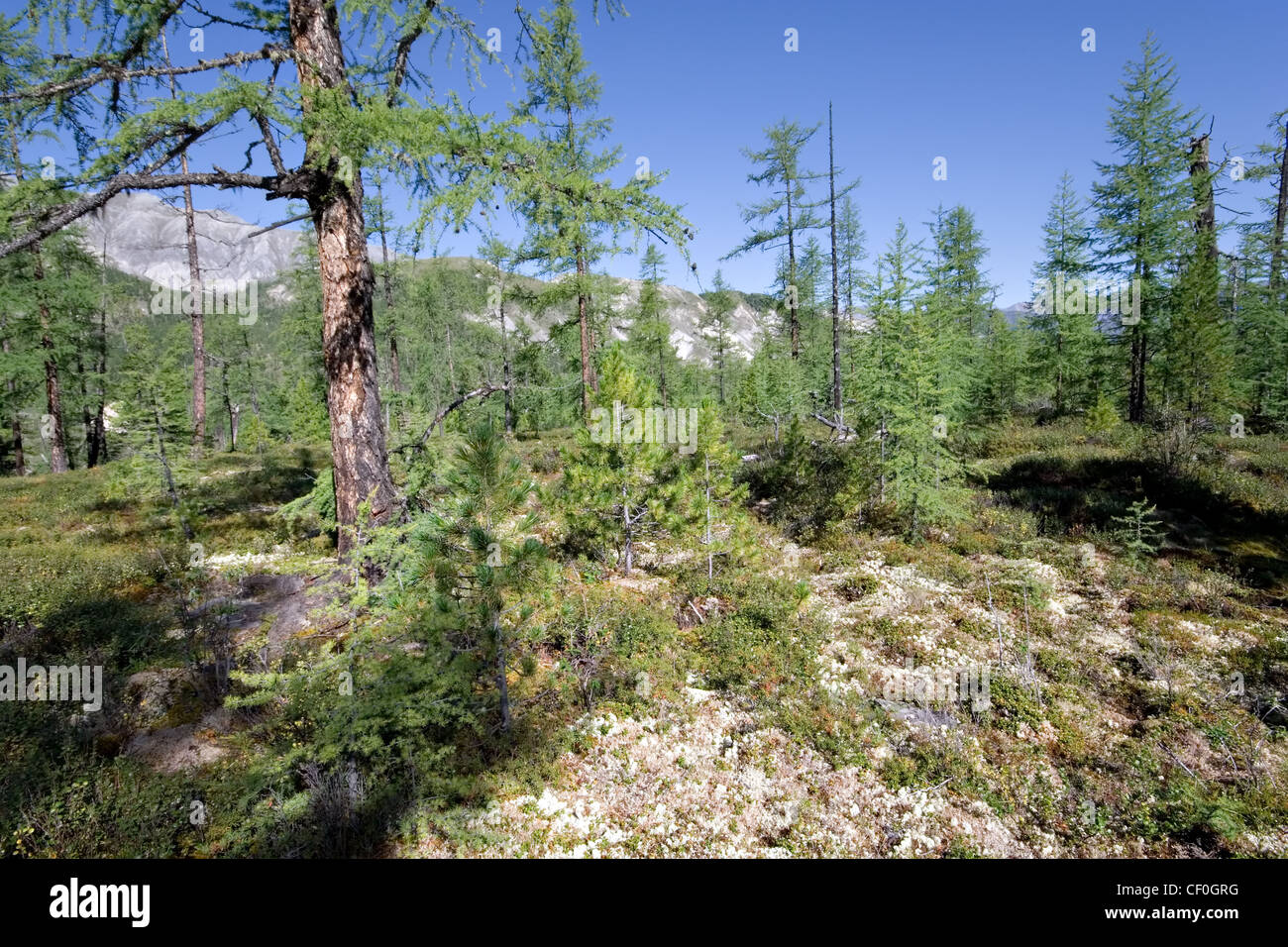 Wild forest in taiga. East Sayan mountains. Butyat republic. Tunkinskie