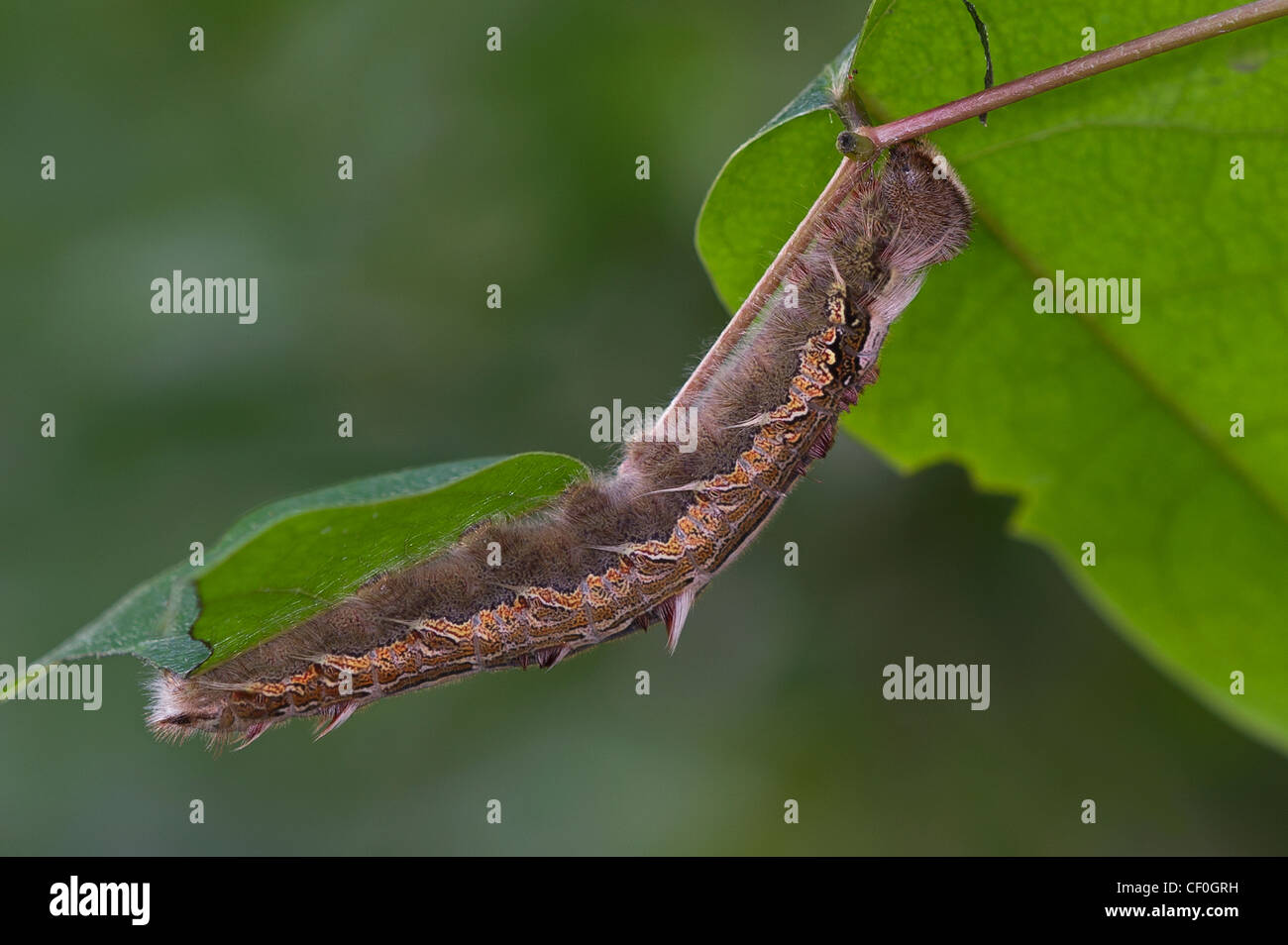 Common Blue Butterfly Caterpillar