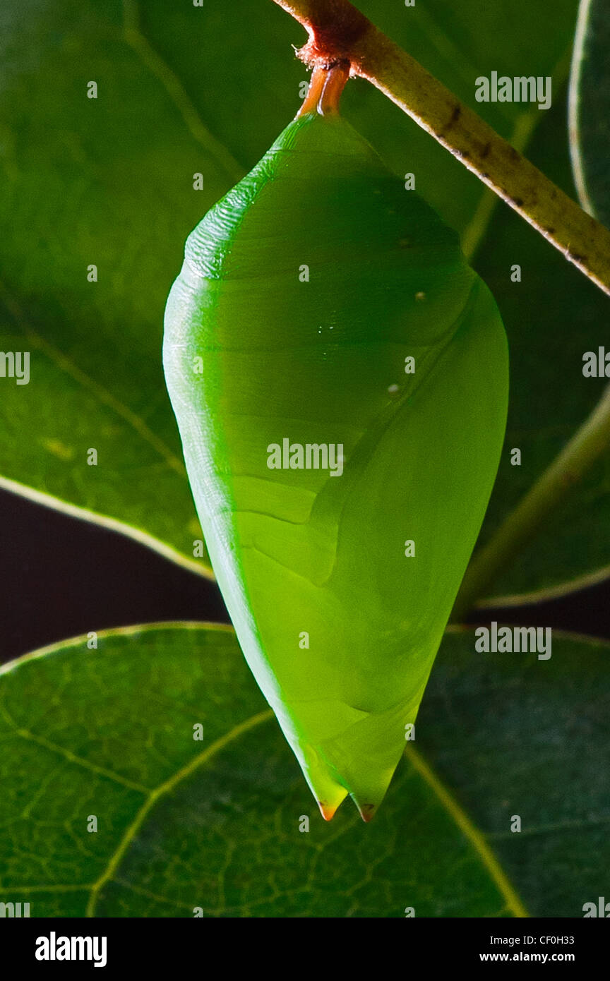 A pupa of the Blue Morpho butterfly Stock Photo - Alamy