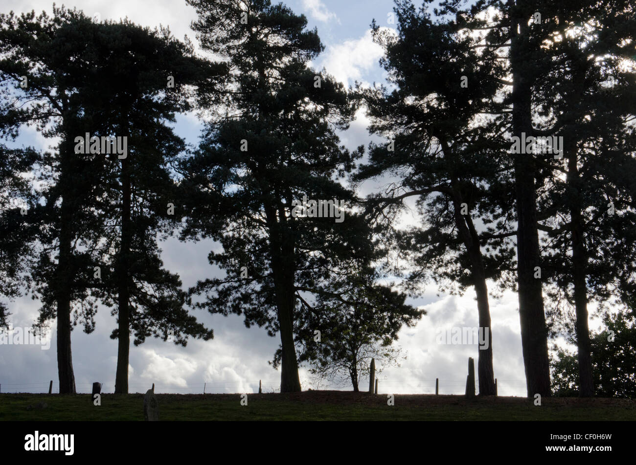 A row of Scots pine trees bordering the edge of Wymondham cemetery, Norfolk, East Anglia, England, UK. Stock Photo