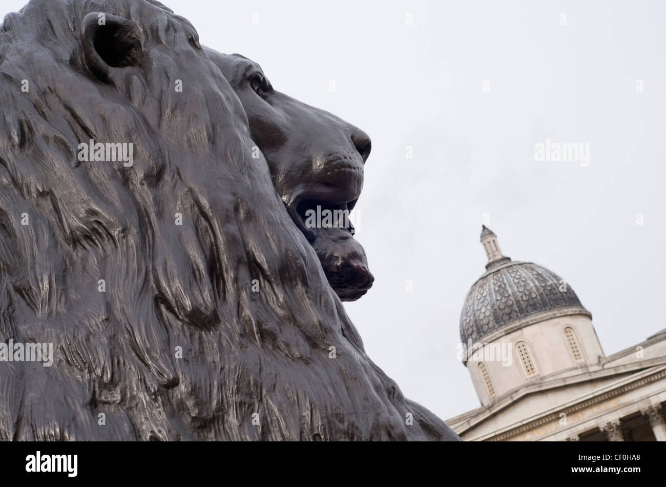 Close up of one of the lions in Trafalgar Square, London, England, UK, with the National Gallery in the background Stock Photo