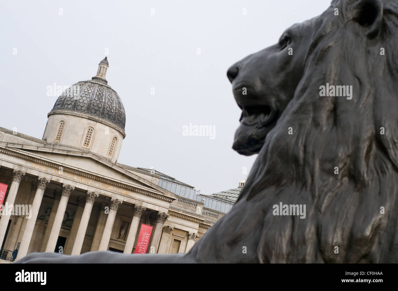 One of the lions in Trafalgar Square, London, England, UK, with the National Gallery in the background Stock Photo