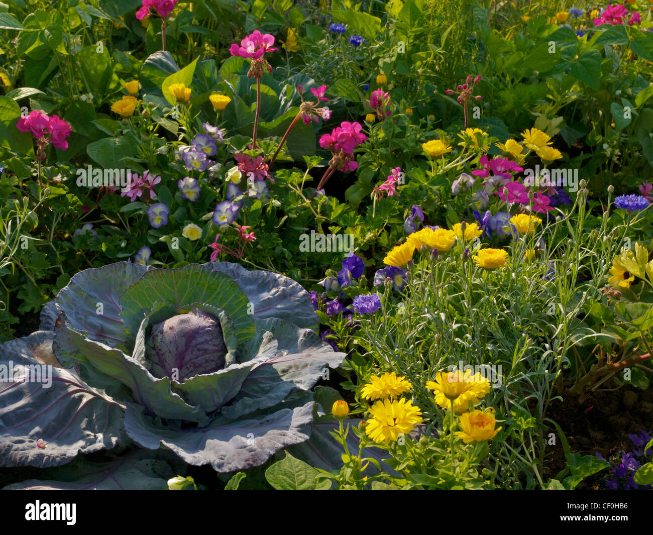 Sunlit Potager with cabbage January King and summer bedding Stock Photo