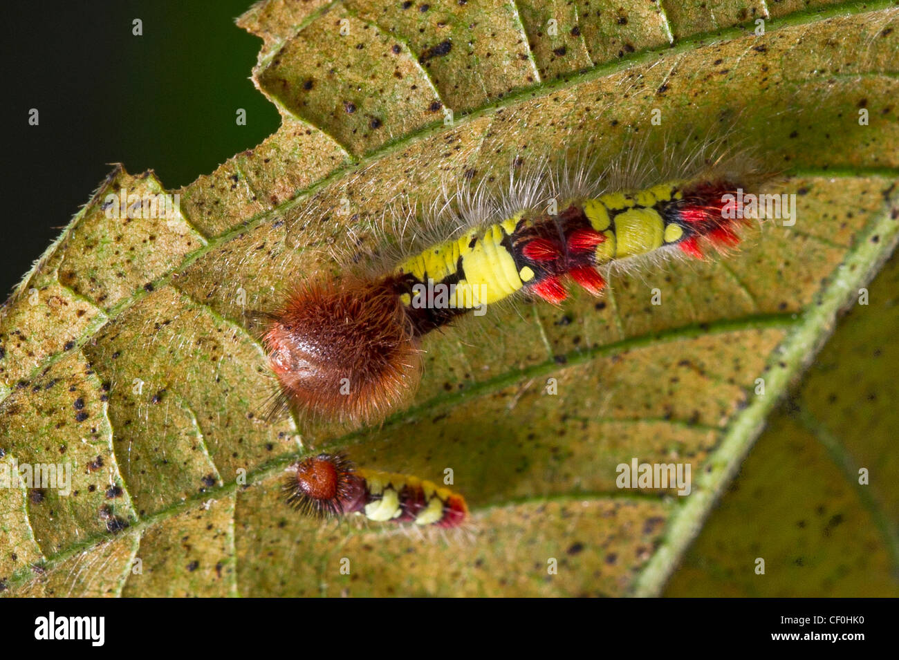 Larvae of the White Morpho butterfly Stock Photo Alamy
