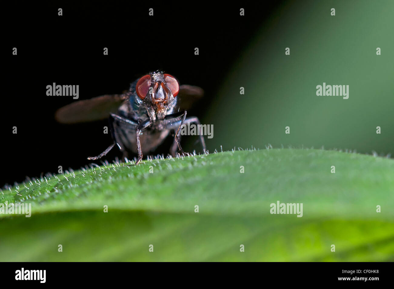 A House Fly on a leaf Stock Photo
