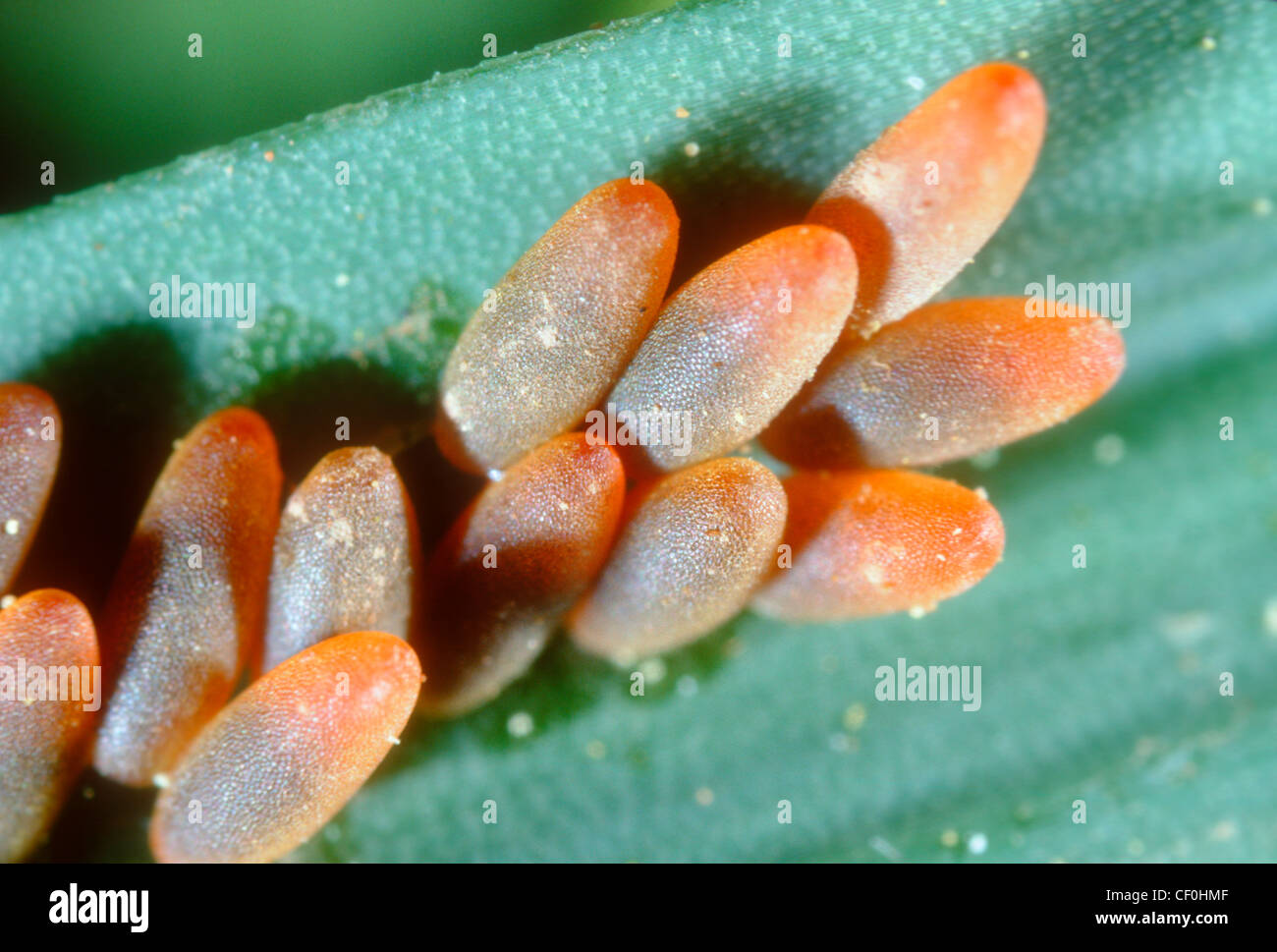 Poplar Leaf Beetle, Chrysomela populi. Eggs close-up Stock Photo
