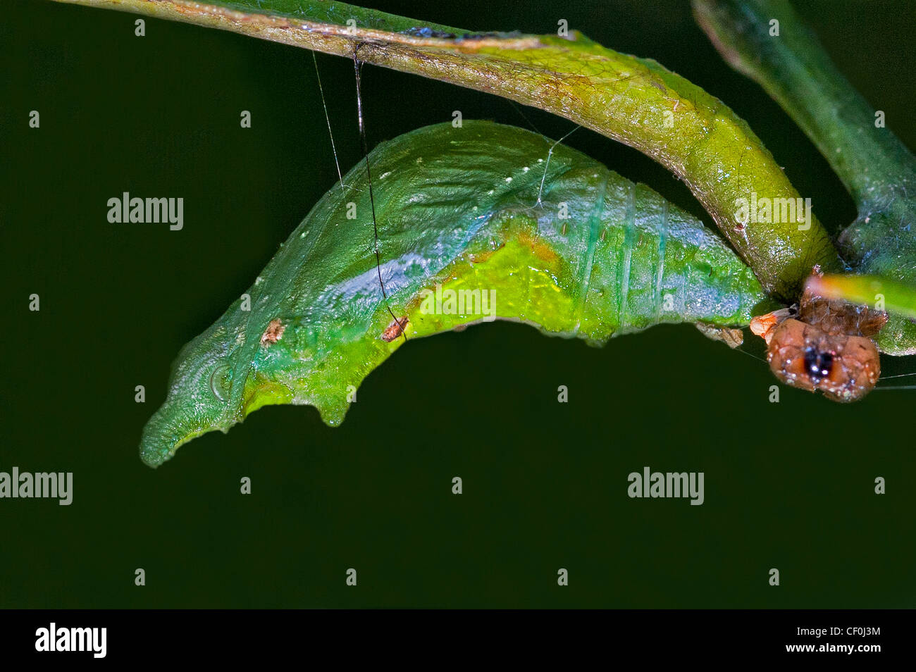 Pupa caterpillar hi-res stock photography and images - Alamy