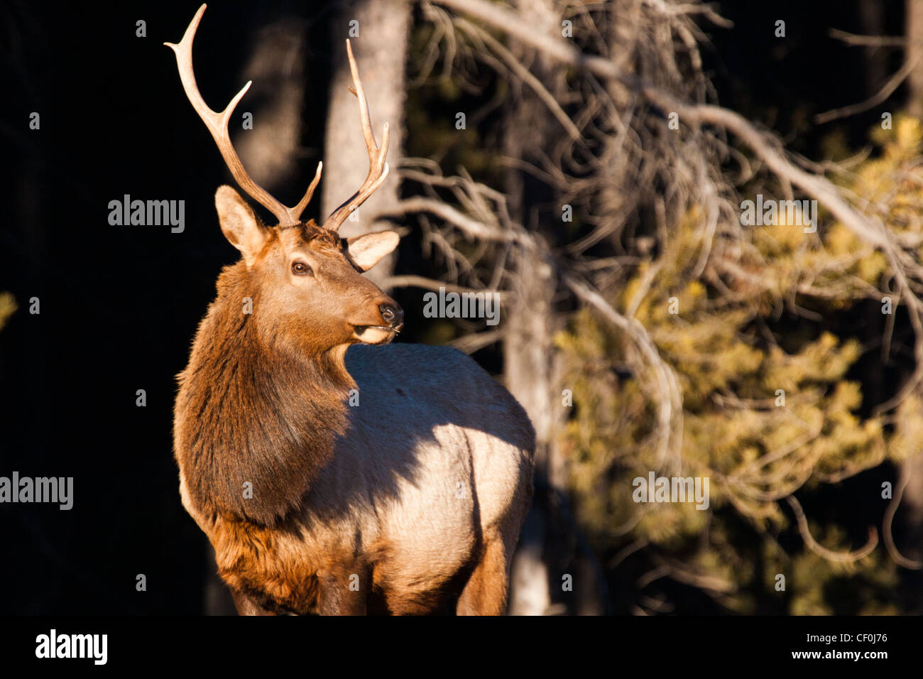 Elk (Cervus canadensis) also known as wapiti. Jasper National Park, Alberta, Canada Stock Photo