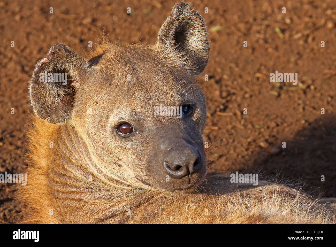 Hyena in the morninglight, south africa, spotted hyena, Crocuta crocuta Stock Photo