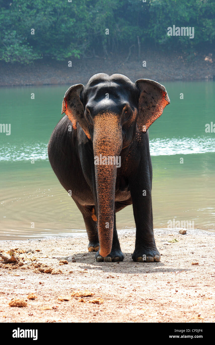 Kerala elephant hi-res stock photography and images - Alamy