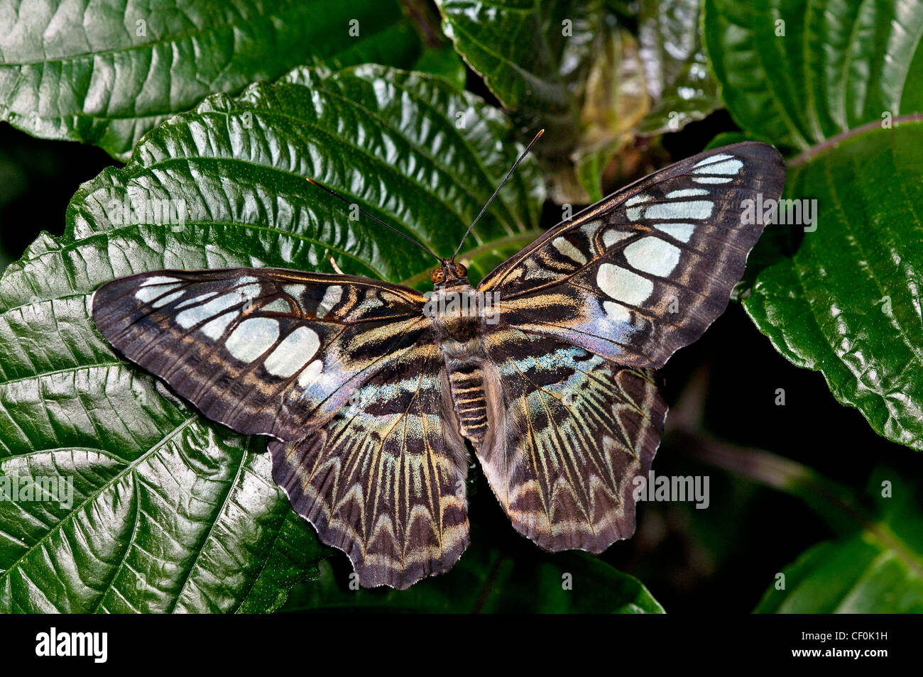 A Blue Clipper adult butterfly at rest on a leaf Stock Photo