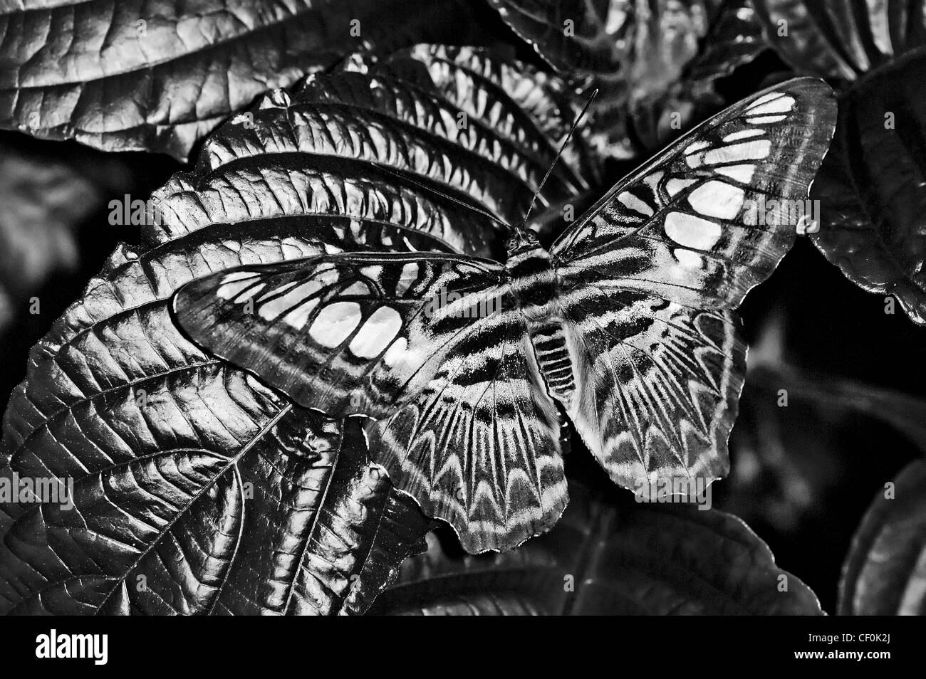 Black and white image of a Blue Clipper adult butterfly at rest on a leaf Stock Photo