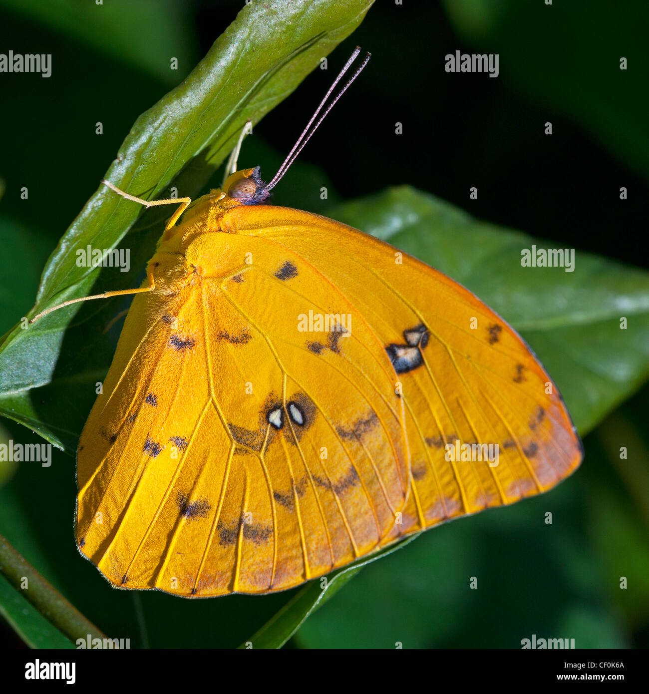 Orange sulphur butterflies hires stock photography and images Alamy