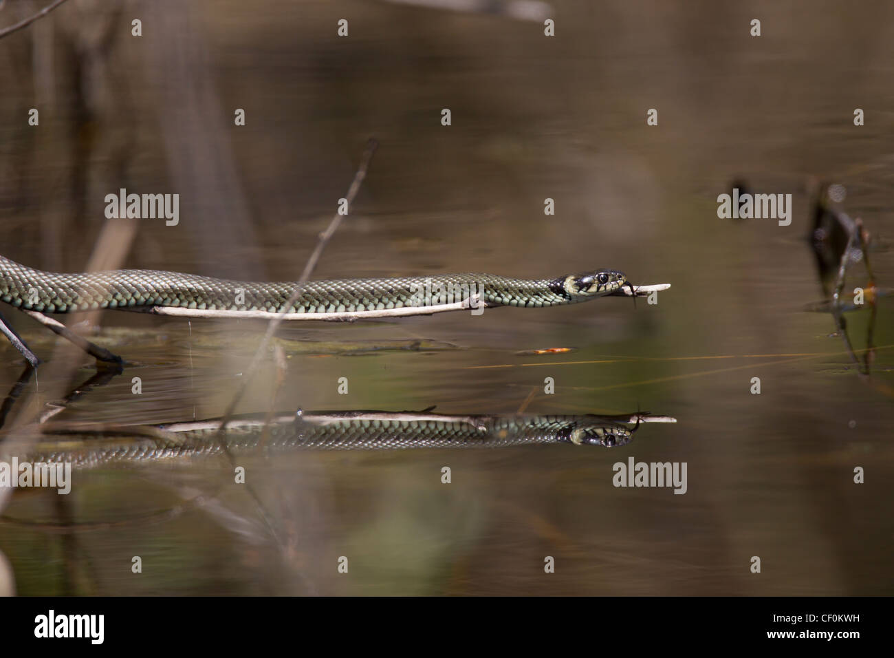 Ringelnatter, Natrix natrix, grass snake Stock Photo