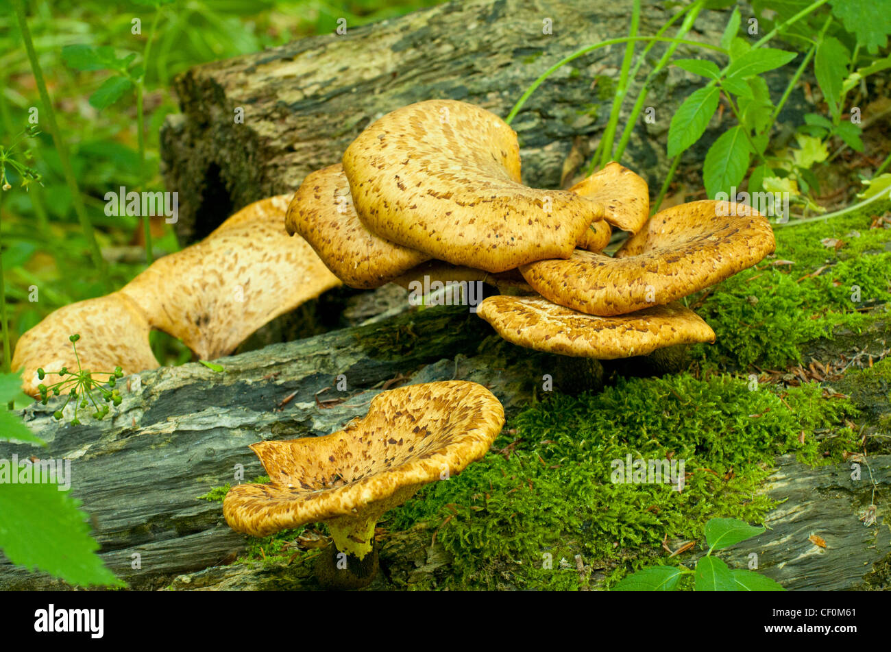 Funghi growing on fallen tree trunk in Devon, UK Stock Photo