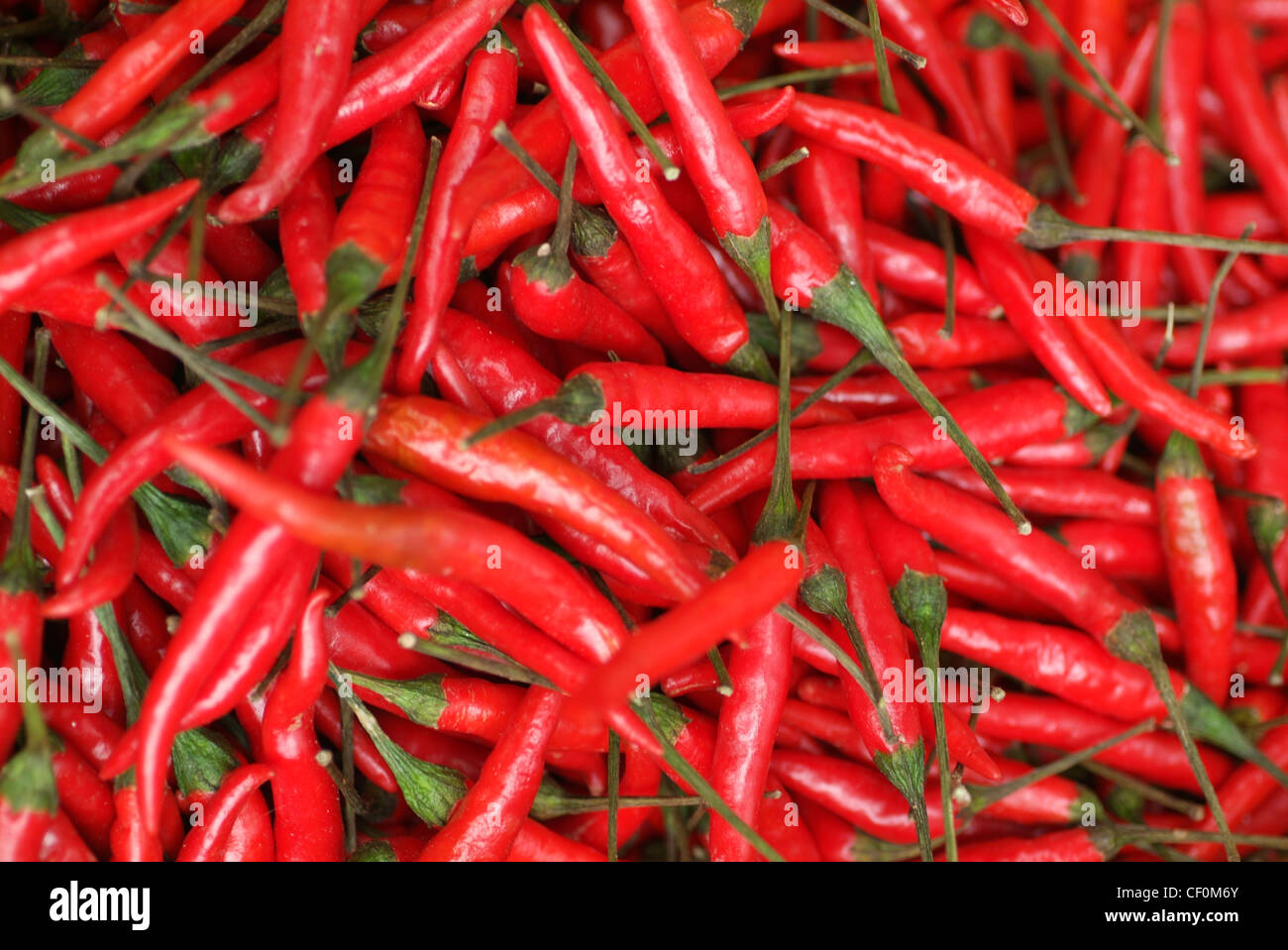 Cayenne pepper plant growing hires stock photography and images Alamy