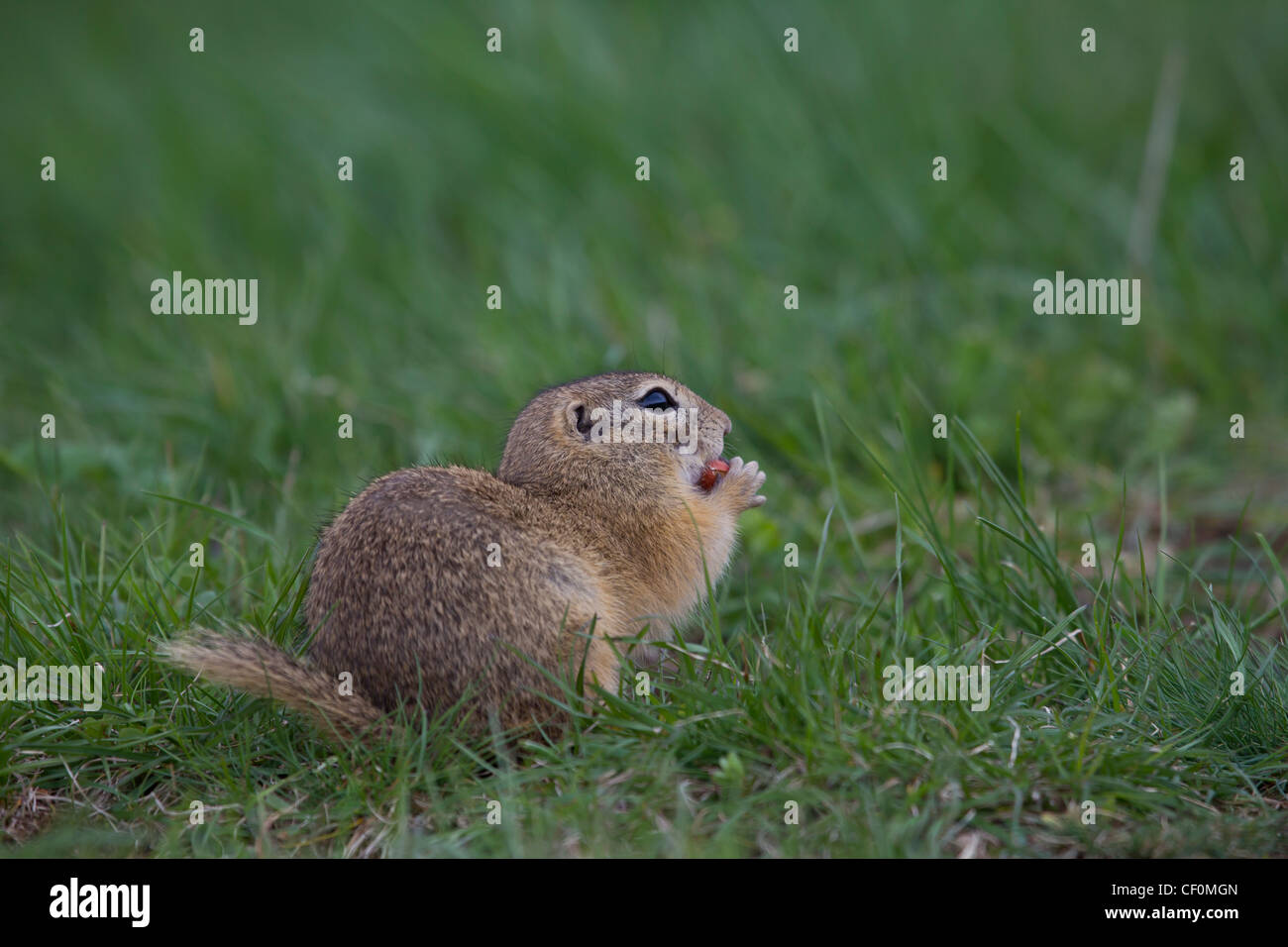 Ziesel, Spermophilus, Syn.: Citellus, ground squirrel Stock Photo