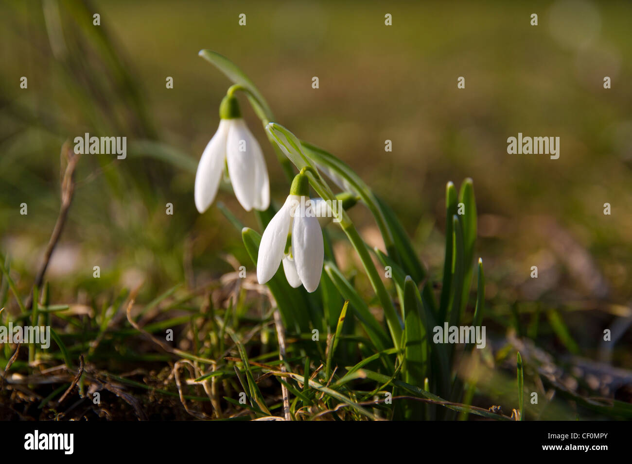 Spring start up hi-res stock photography and images - Alamy