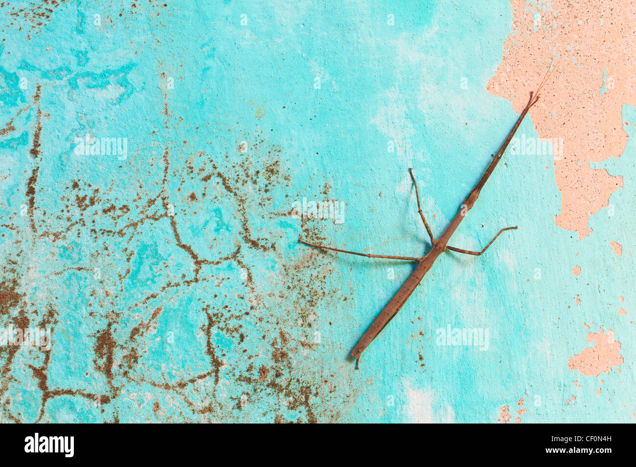 Stick Insect (Phasmida) in a wall of a forest shelter. Bach Ma National ...