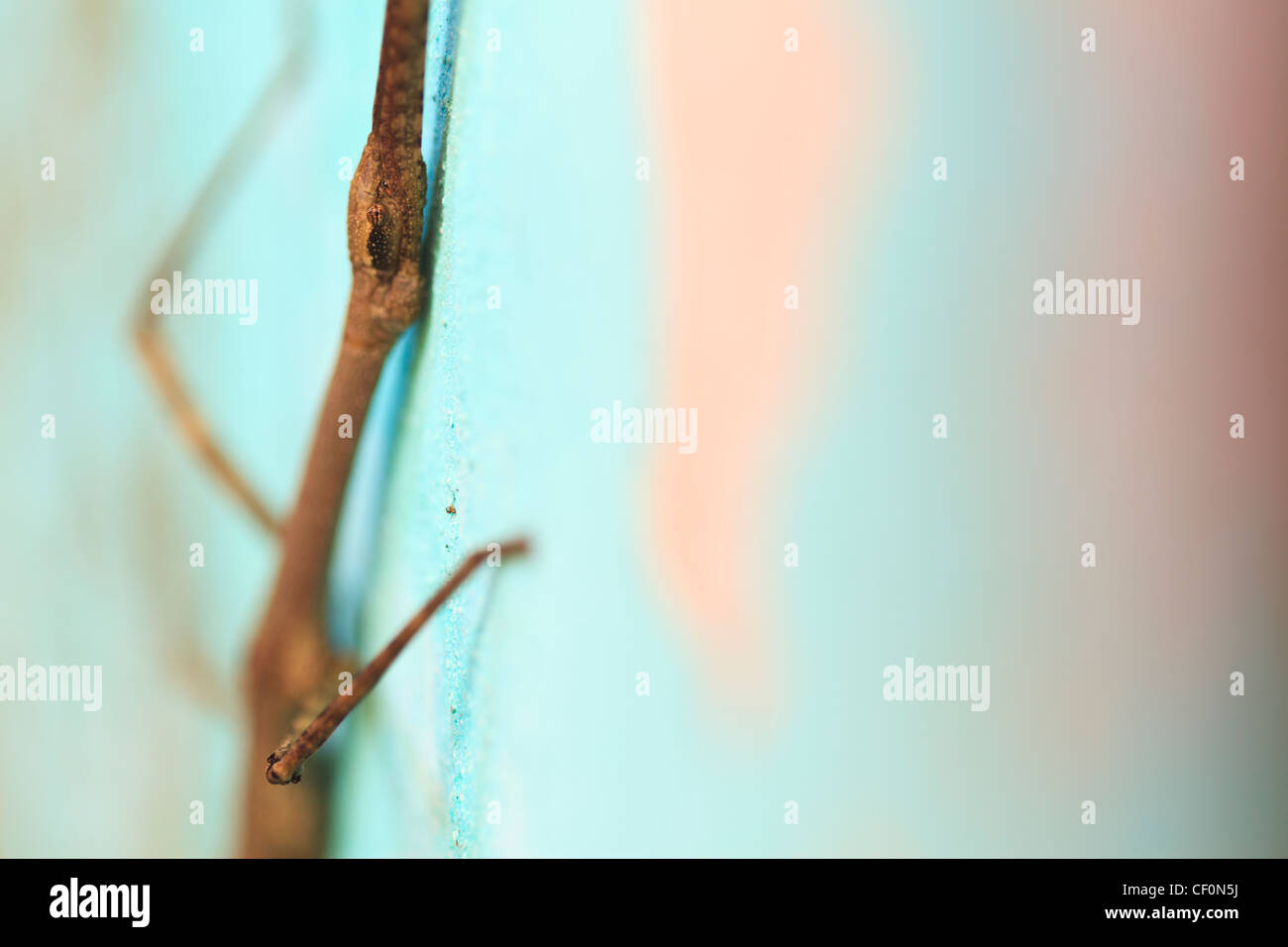 Stick Insect (Phasmida) in a wall of a forest shelter. Bach Ma National ...