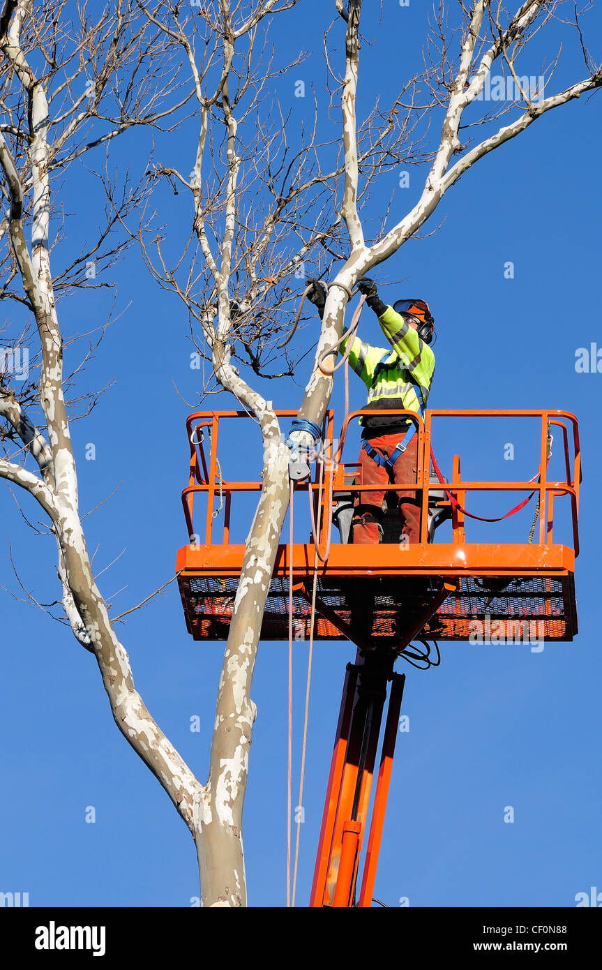 Man cut down tree hires stock photography and images Alamy