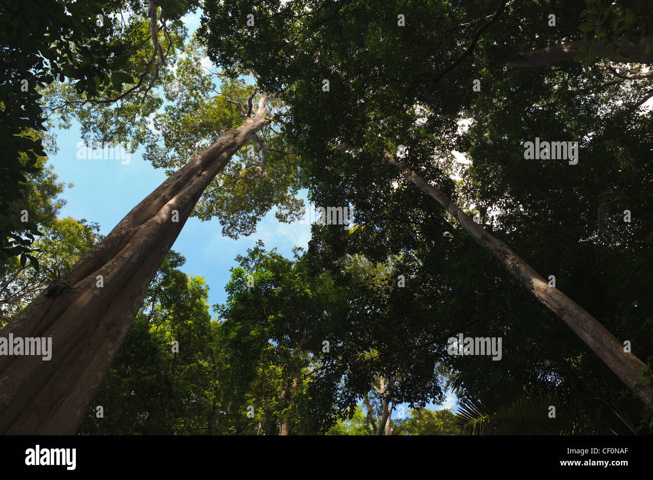 View of the canopy rainforest in Cat Tien National Park. Vietnam Stock Photo Alamy
