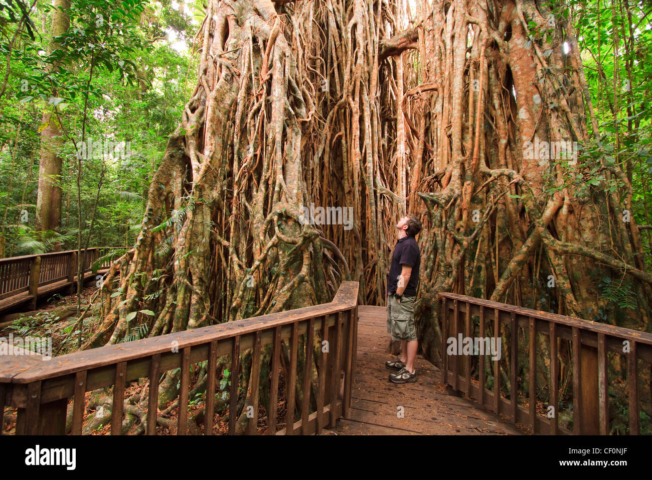 The giant fig tree on the Atherton Tablelands is a popular tourist destination in far north