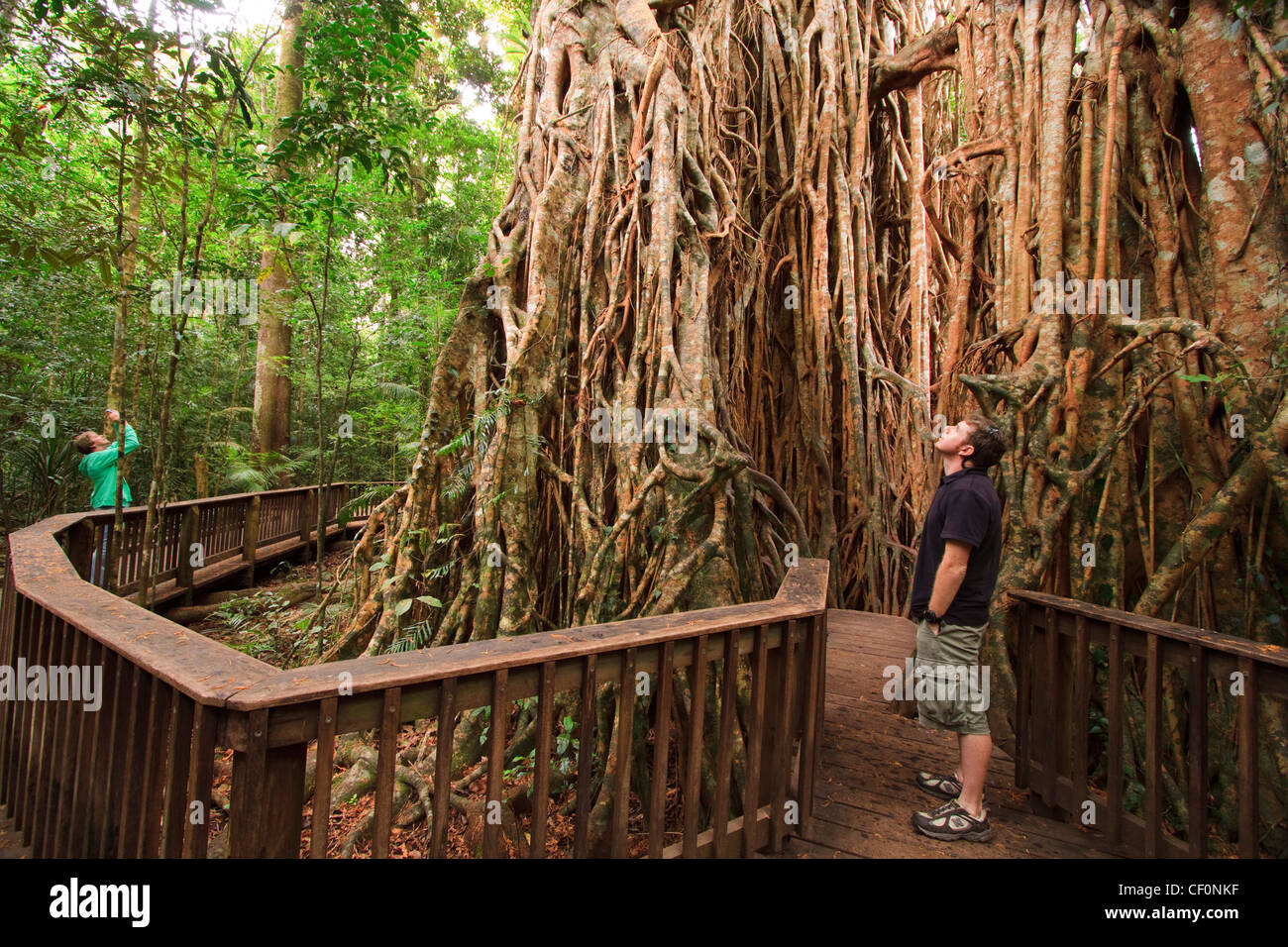 The giant fig tree on the Atherton Tablelands is a popular tourist destination in far north