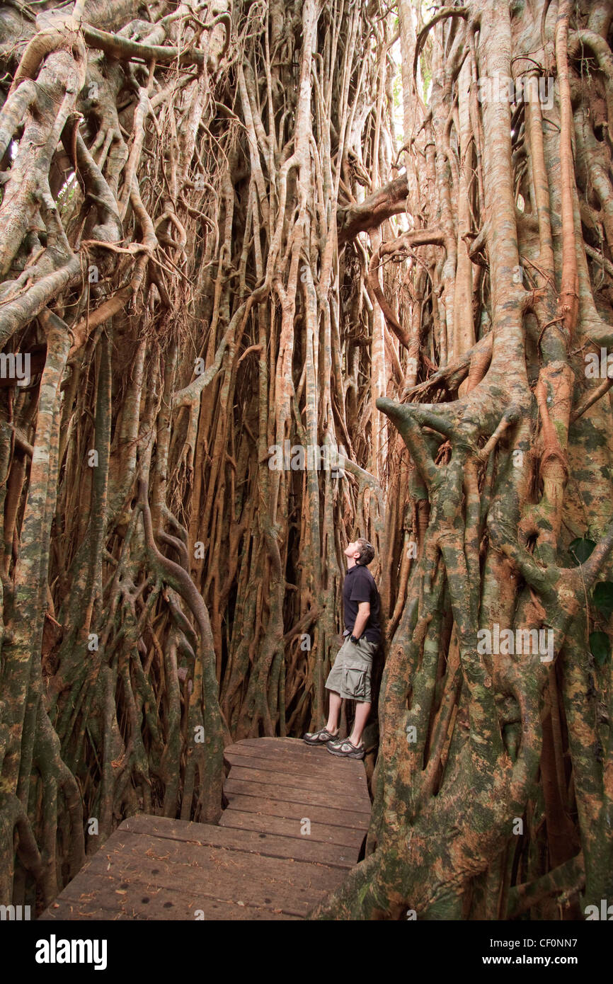 The giant fig tree on the Atherton Tablelands is a popular tourist destination in far north