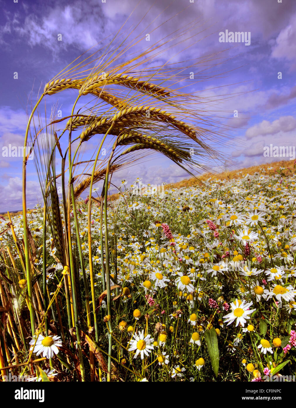 Corn in a summer English field battling wild flowers near Walton, Warrington Cheshire UK Stock Photo