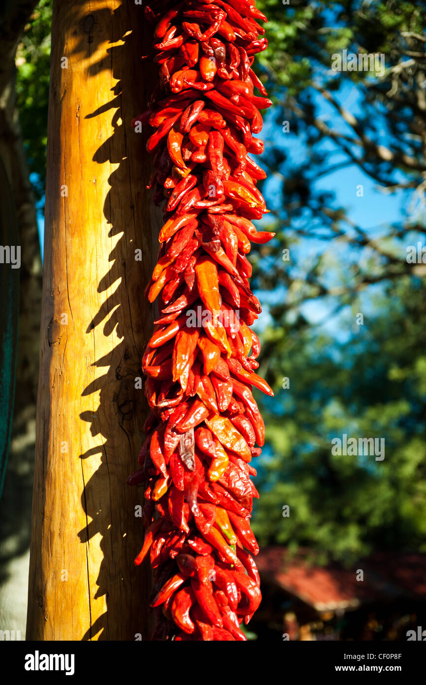 A string of ed hot Chili Peppers hanging from a tree and drying out in the sun Stock Photo
