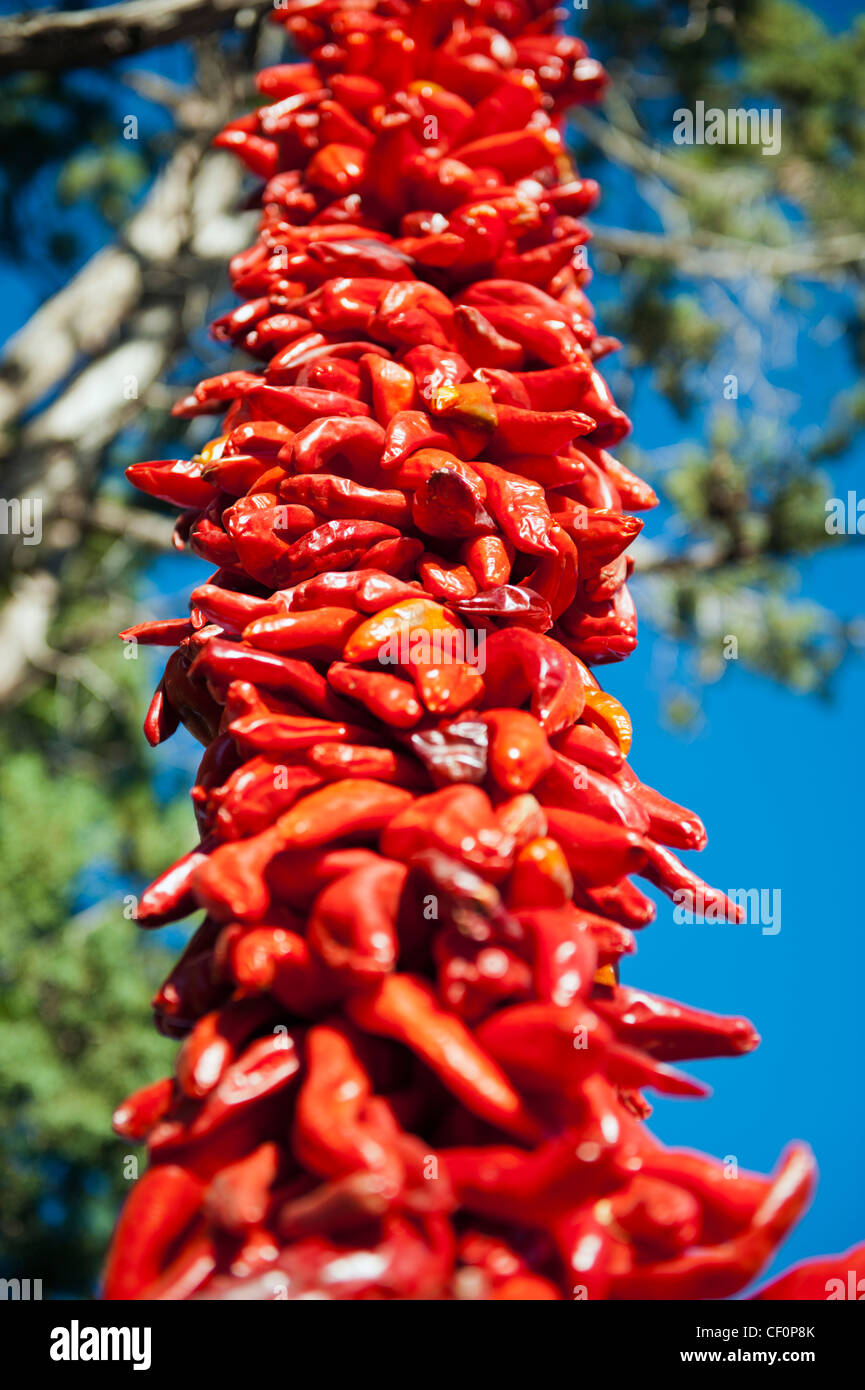 A string of red hot Chili Peppers hanging from a tree and drying out in the sun Stock Photo