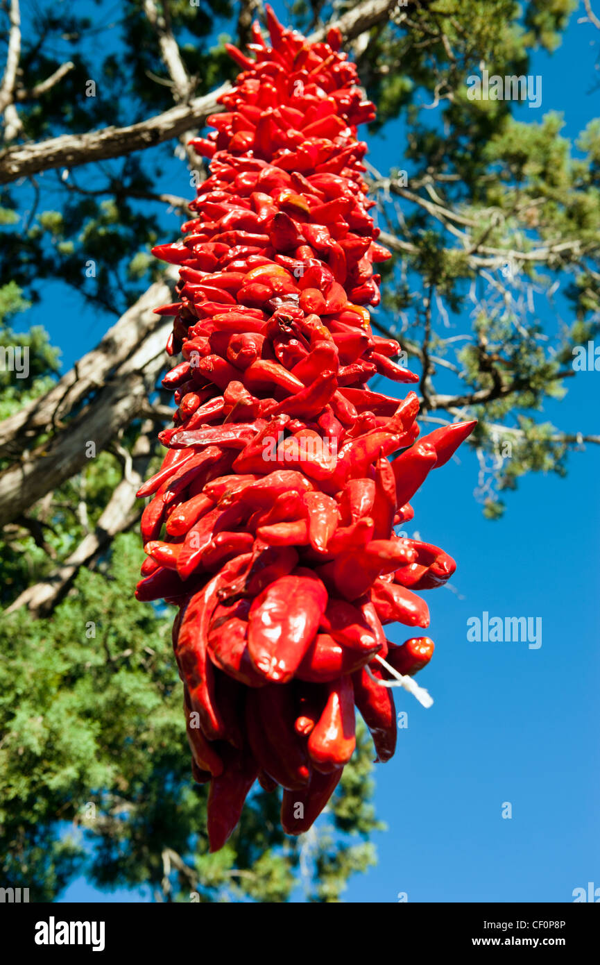 A string of red hot Chili Peppers hanging from a tree and drying out in the sun Stock Photo