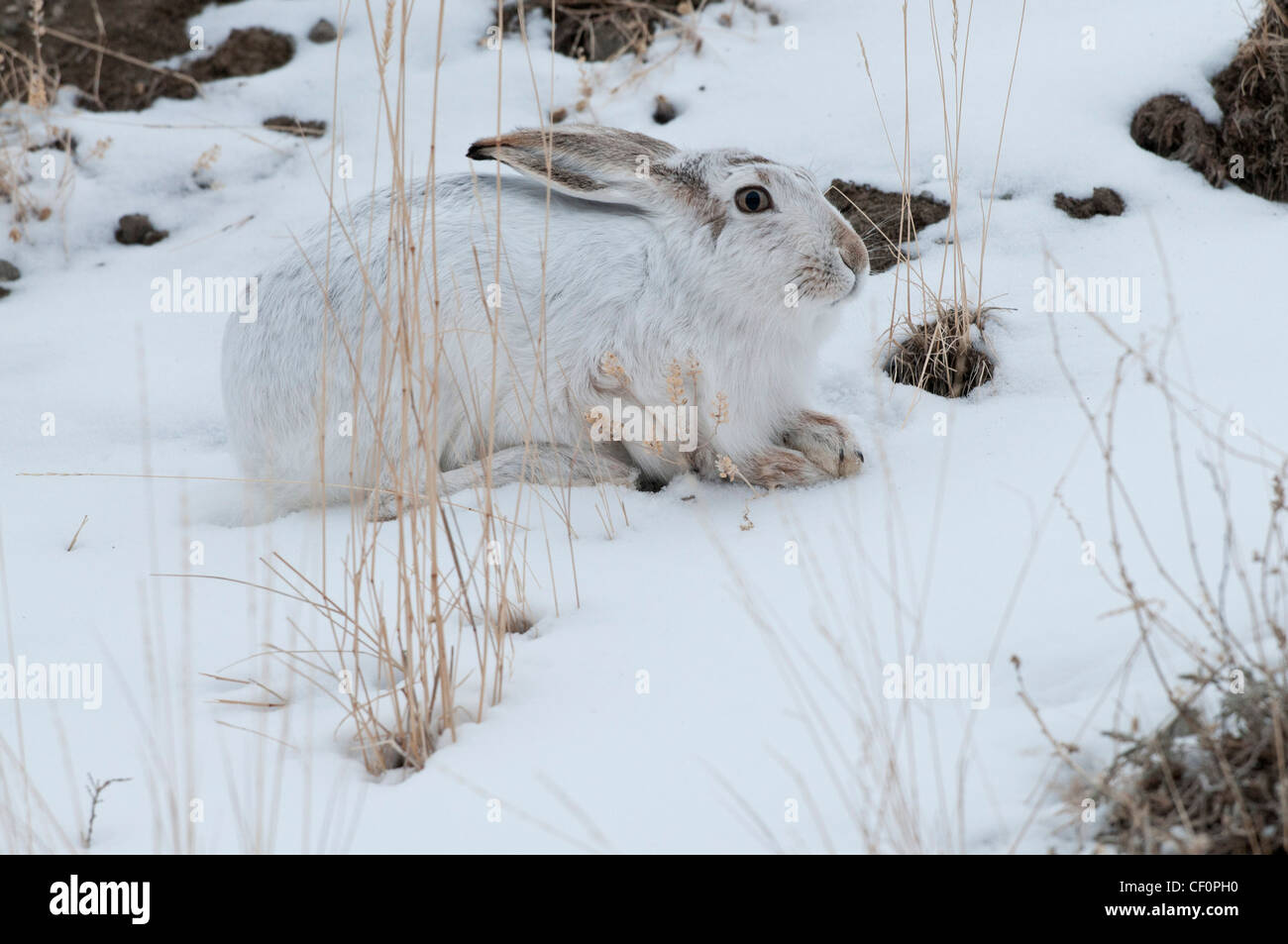 White Tailed Jackrabbit Snow Winter Hi res Stock Photography And Images white-tailed-jackrabbit-snow-winter-hi-res-stock-photography-and-images
