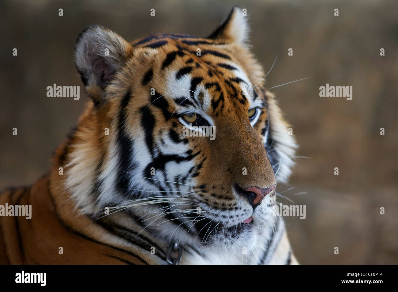 Face paint tiger hi-res stock photography and images - Alamy