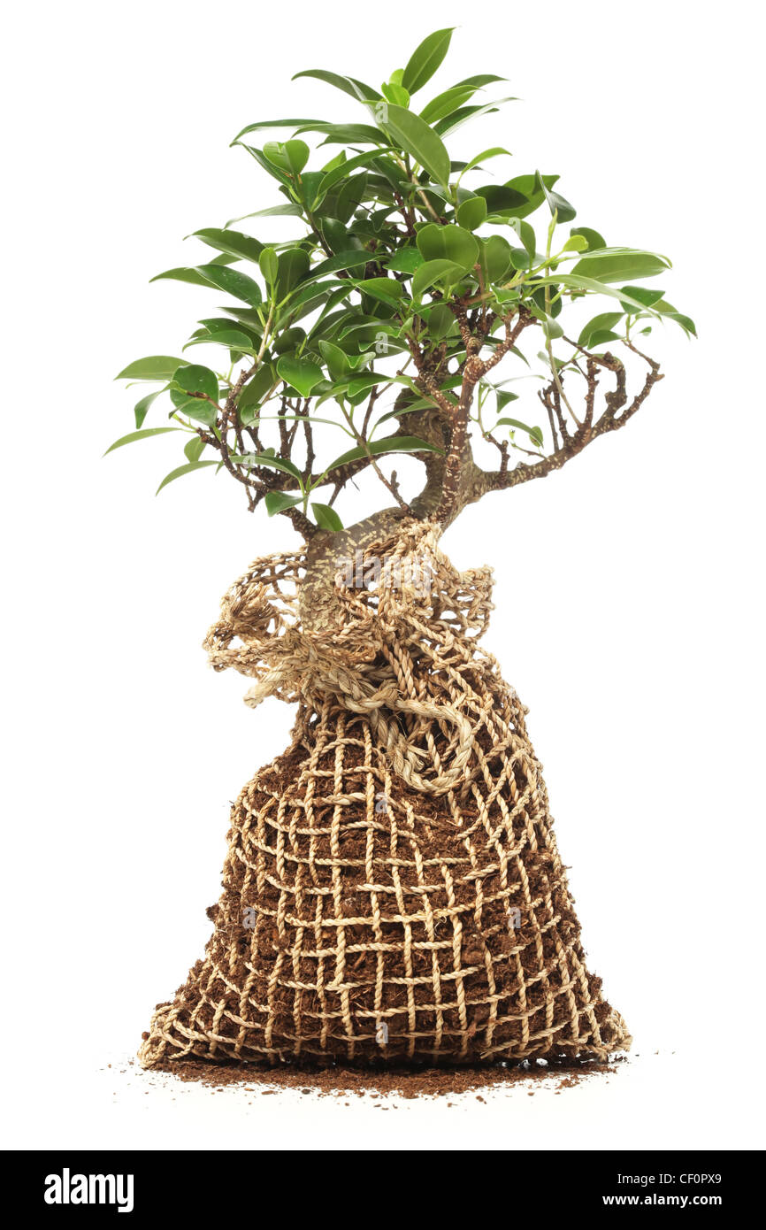 Bonsai tree isolated on white Stock Photo - Alamy