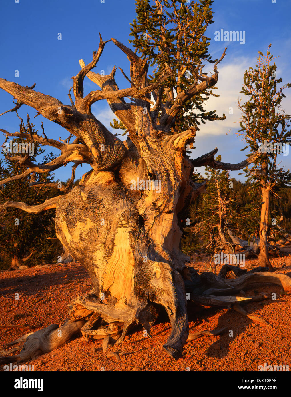 Bristle cone pine at sunset along Trail of the Ancients in Ashdown ...