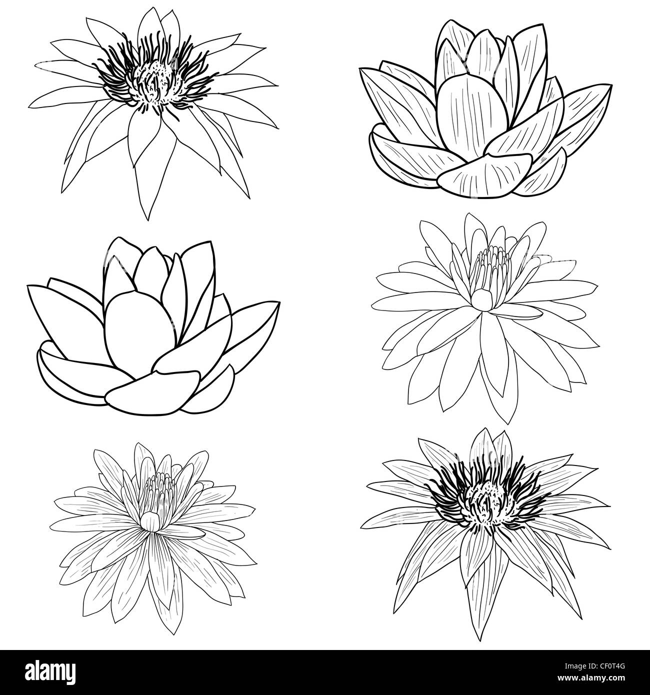 Oriental lotus - a flower Vector illustration Stock Photo - Alamy