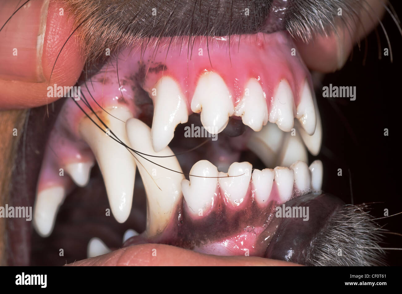 Sharp dog hires stock photography and images Alamy