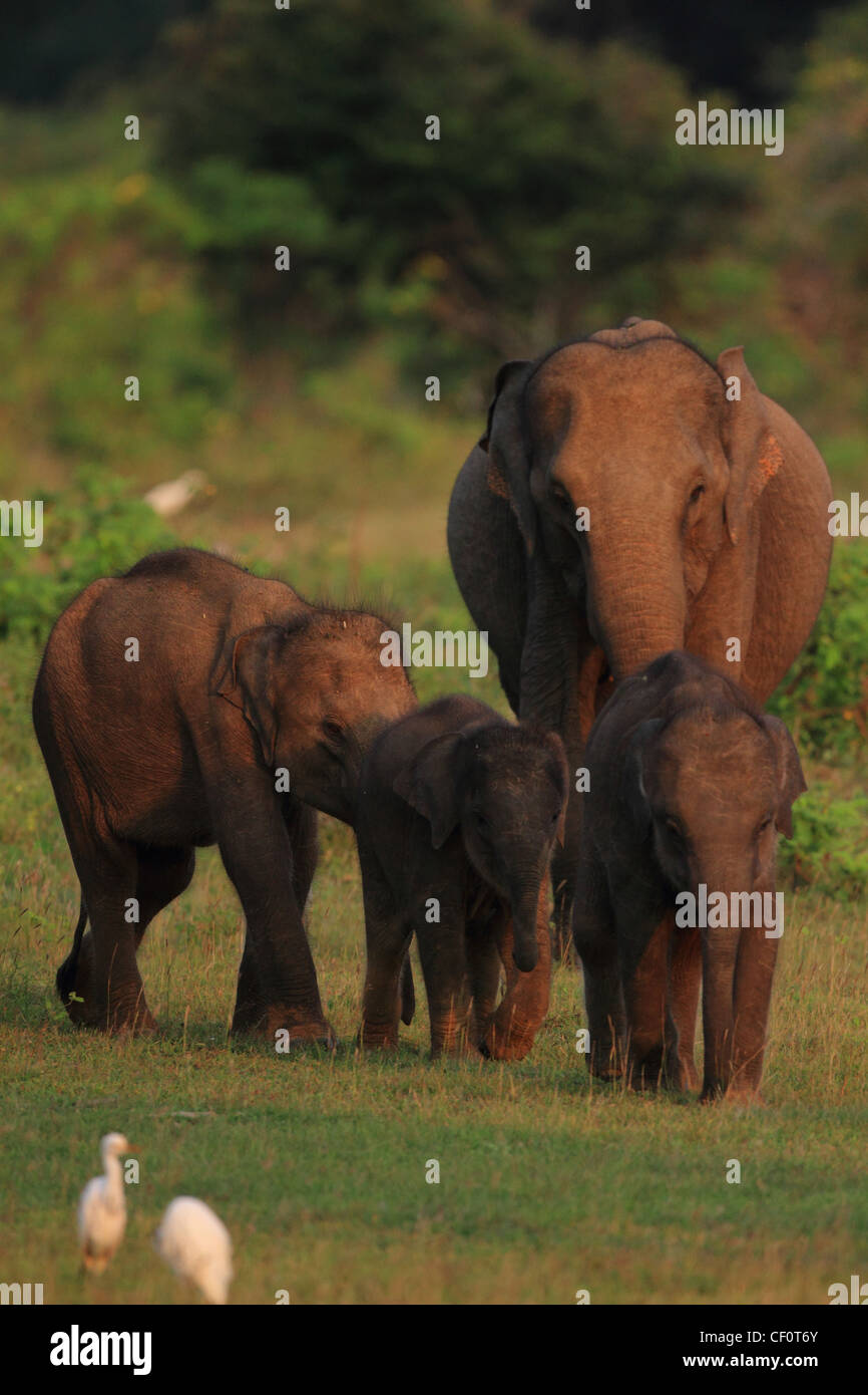 Sri lanka elephant hi-res stock photography and images - Alamy