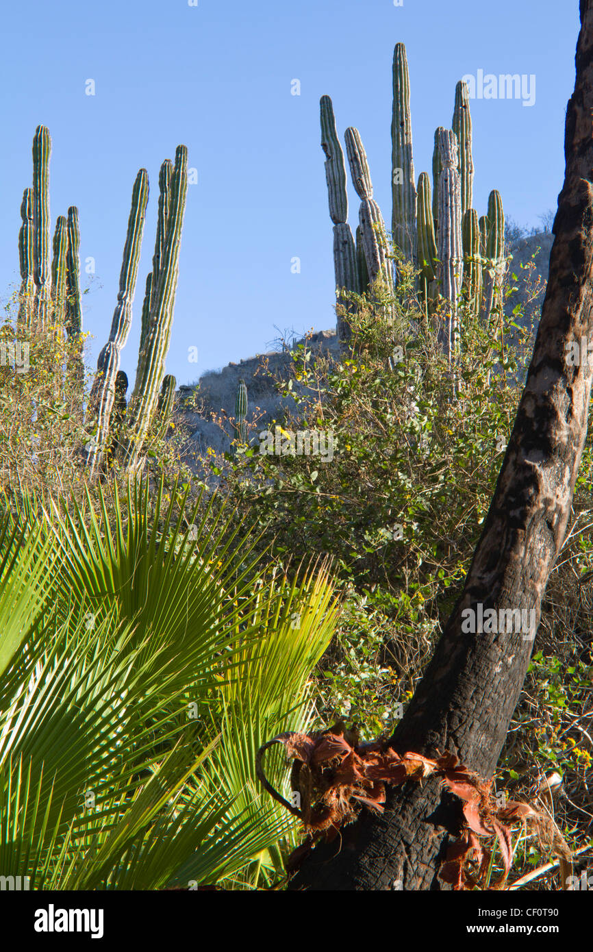 Palms and cacti at Playa Las Palmas, Baja Sur, Mexico Stock Photo - Alamy